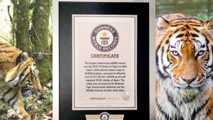 India’s Tiger Census sets a world record ahead of International Tiger’s Day 2020