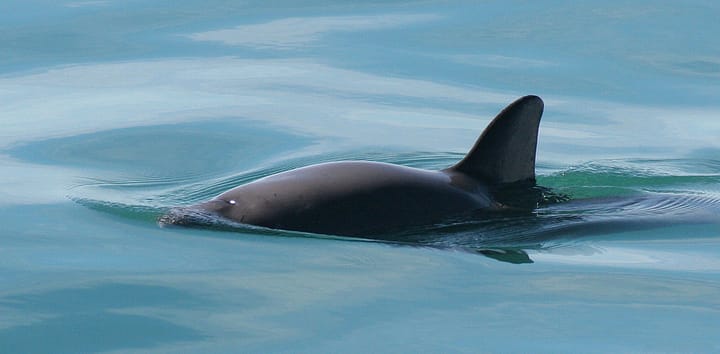 Save the Vaquita: A Call to Action