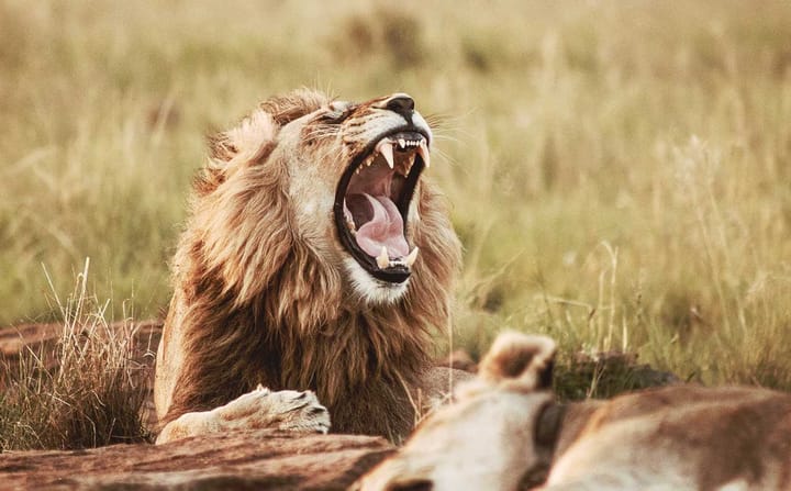 Opinion: Inside the Mind of a Lion Murderer