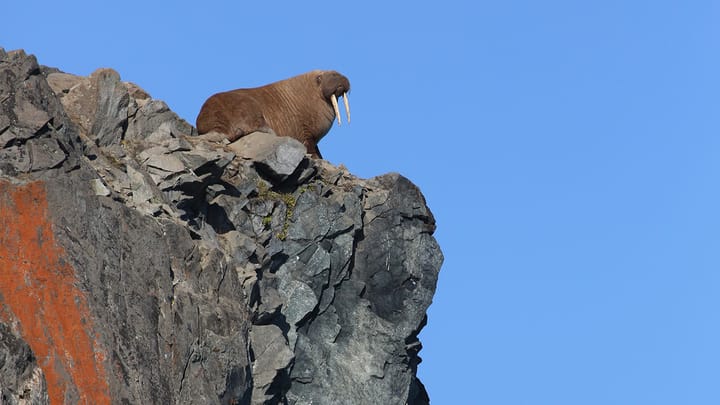 Netflix's “Our Planet” and that Walrus Scene