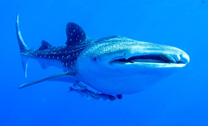 Whale Sharks, Bornean Orangutans Move a Step Closer to Extinction