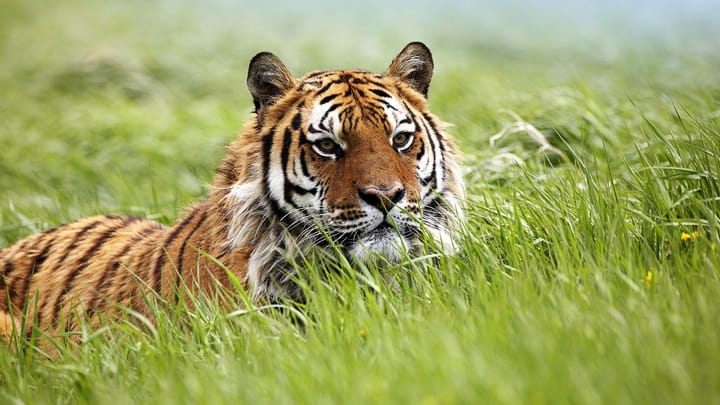Dealing with Humans, for a Love of Tigers