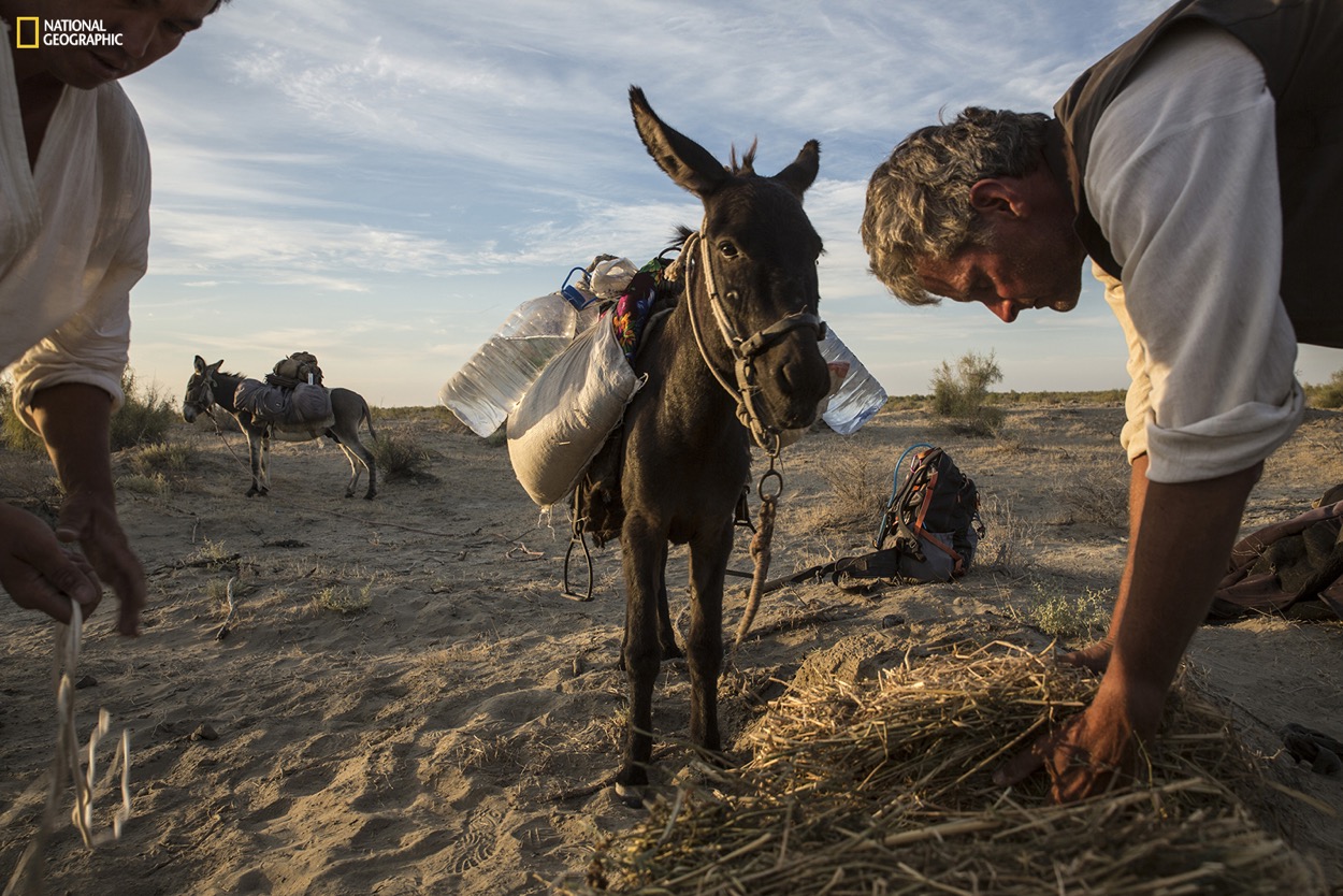 National Geographic Fellow Paul Salopek often uses cargo animals to carry supplies on his 21,000-mile trek across the world for the Out of Eden Walk project. Here, he feeds pack donkeys in the remote Kyzyl Kum desert of Uzbekistan. Photograph by John Stanmeyer / National Geographic