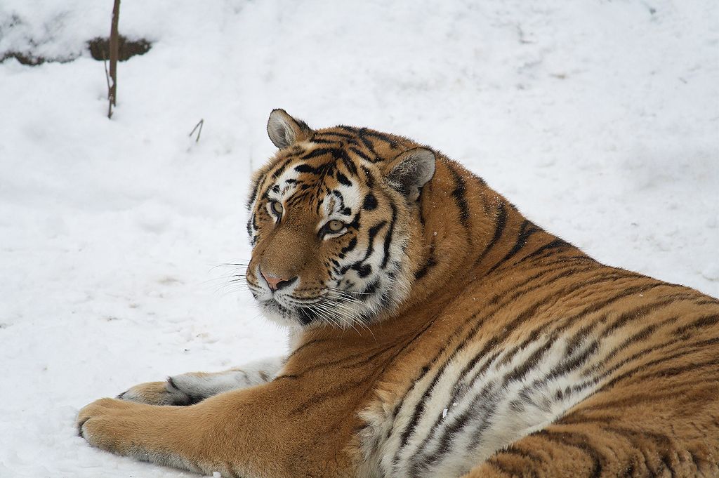 A Siberian tigress/ Photo © Appaloosa/ Wikimedia Commons