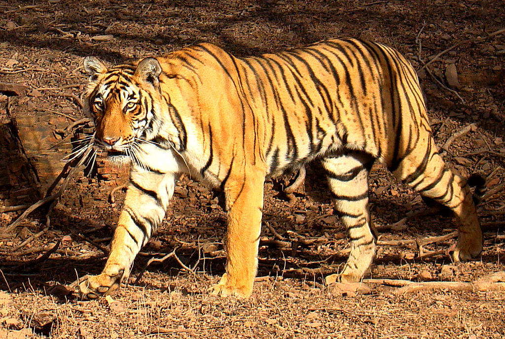 A Bengal tiger in Ranthambore, Rajasthan, India/ Photo © Bjørn Christian Tørrissen/ Wikimedia Commons