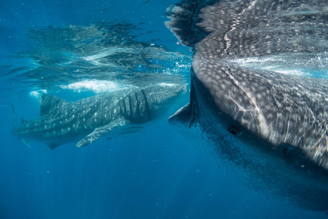 Whale sharks prefer to roam shallow seas with 50 metre depth. This makes them exceptionally vulnerable to ship collisions and fishing nets. Photo courtesy Francesca Reina 