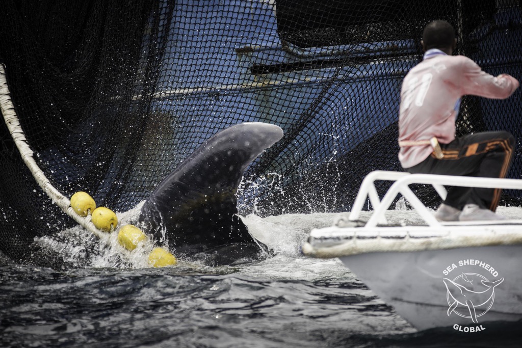 Sea Shepherd crew of the BOB BARKER rescued a Whale Shark from a tuna seine net off the coast of Gabon in July 2016. Photo Courtesy Simon Ager/ Sea Shepherd