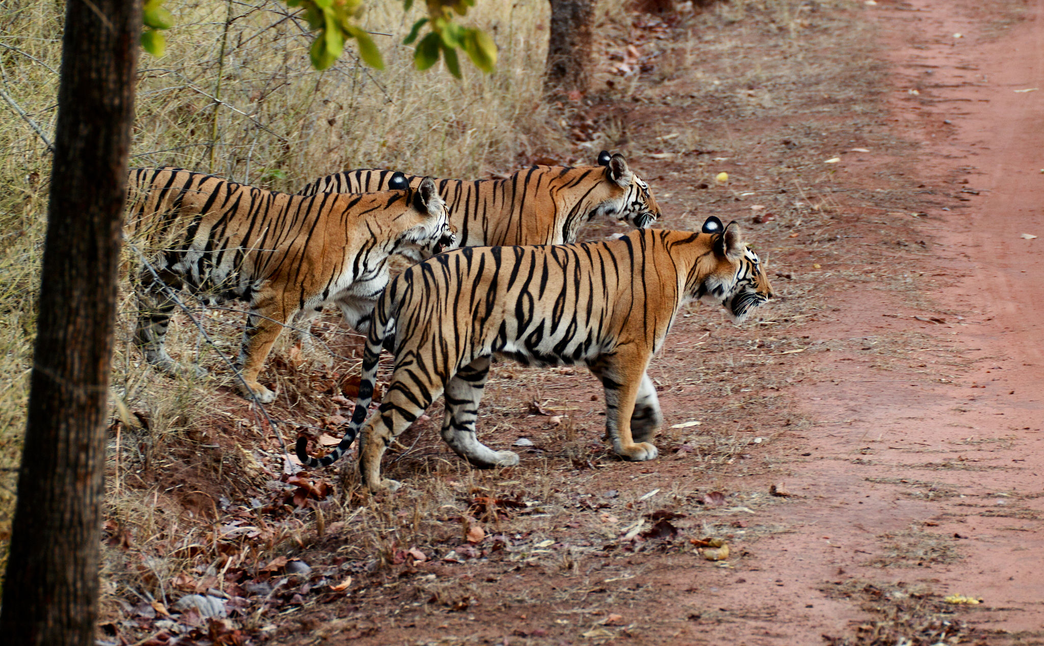 A Bengal tigress with her cubs in Bandhavgarh National Park, India/ Photo © Brian Gratwick/Wikimedia Commons
