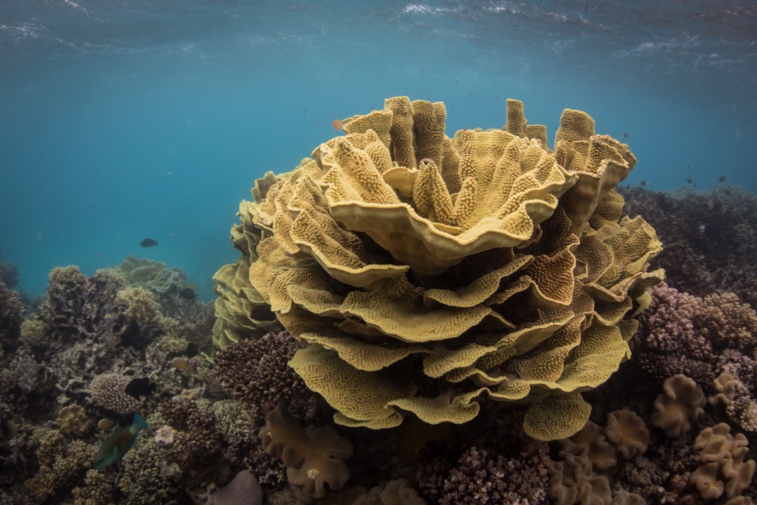 Image of the Great Barrier Reef taken late July, after this year’s bleaching event. Photo © Brett Monroe Garner