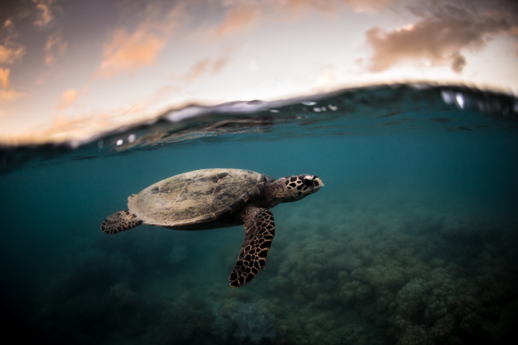 A hawksbill sea turtle swims over soft coral on the GBR late July, after this year’s bleaching event. Photo © Brett Monroe Garner