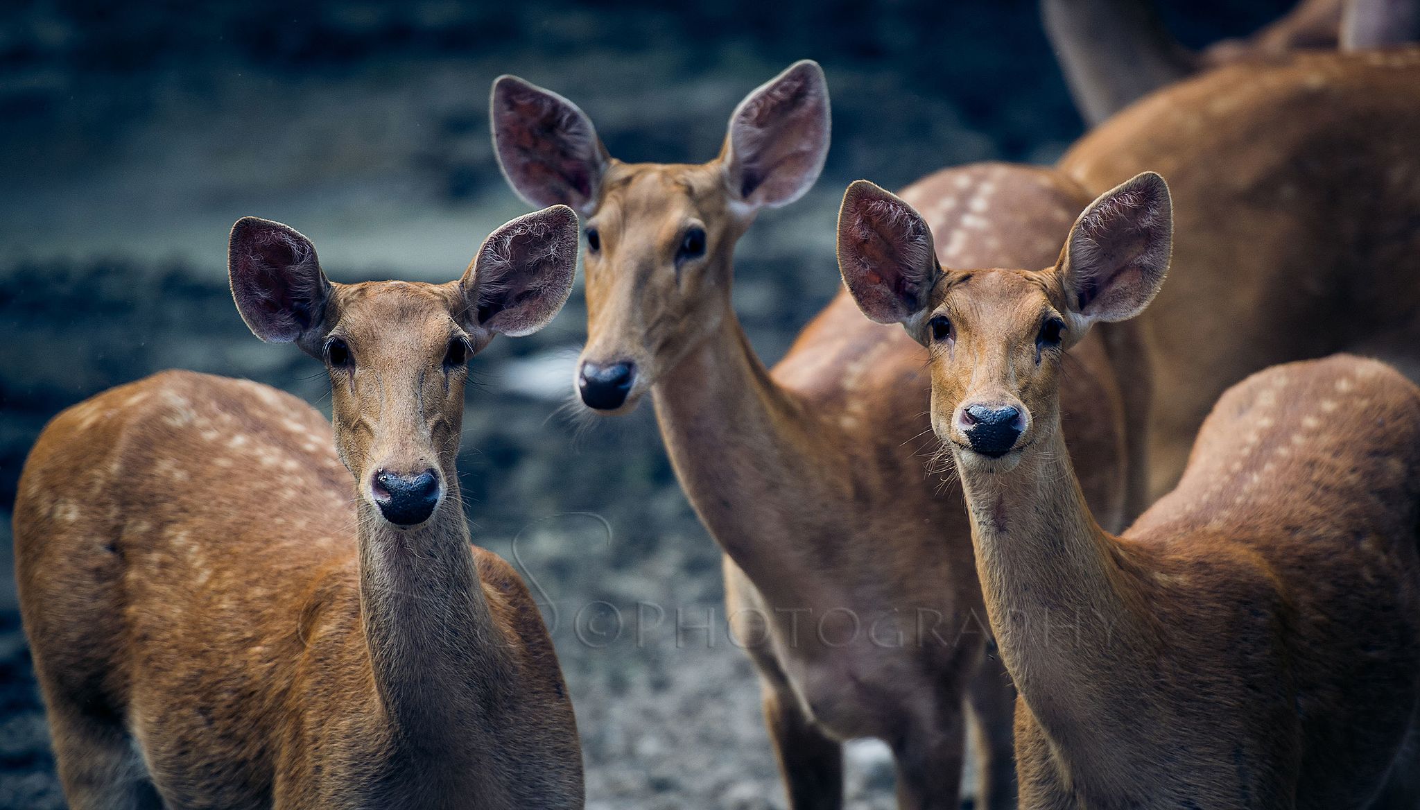 Deer in Dudhwa National Park, Terai, Uttar Pradesh, India Photo © Abhishek Shastri