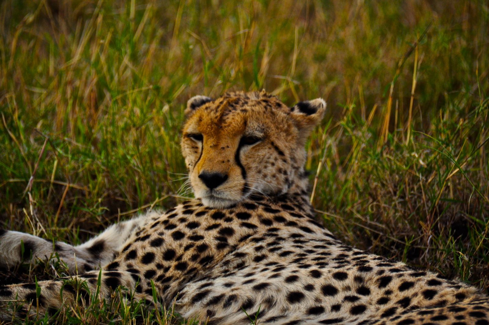maasai mara cheetah