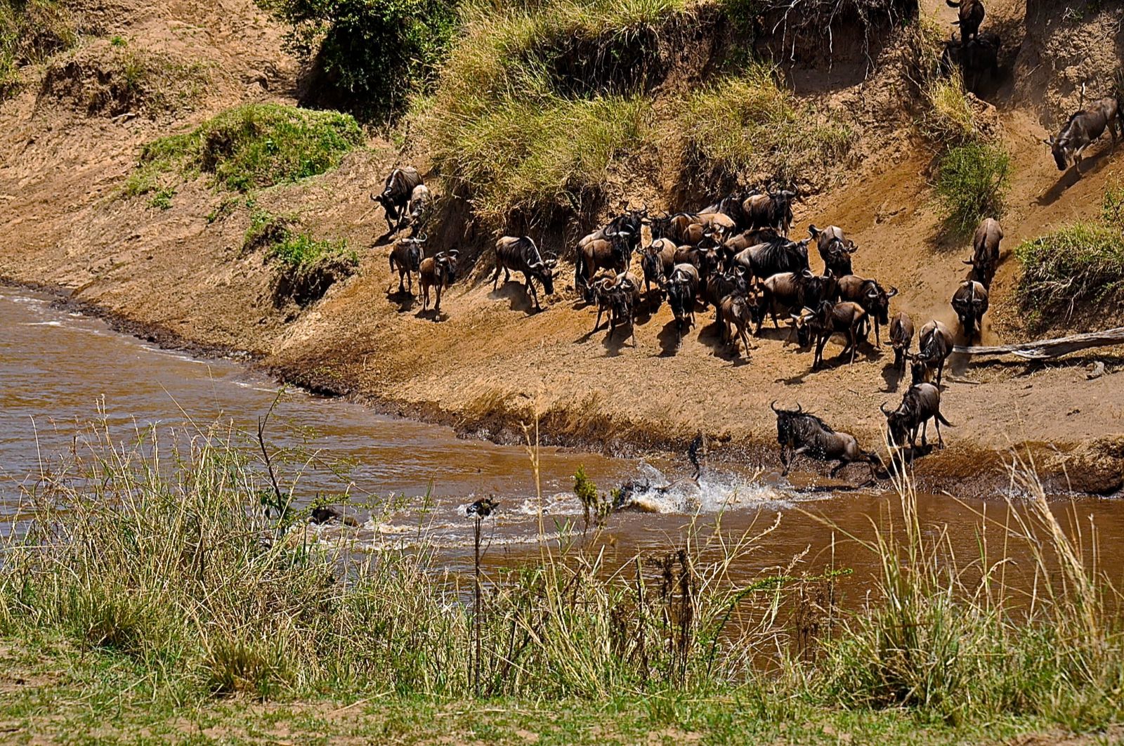 maasai mara wildebeest migration