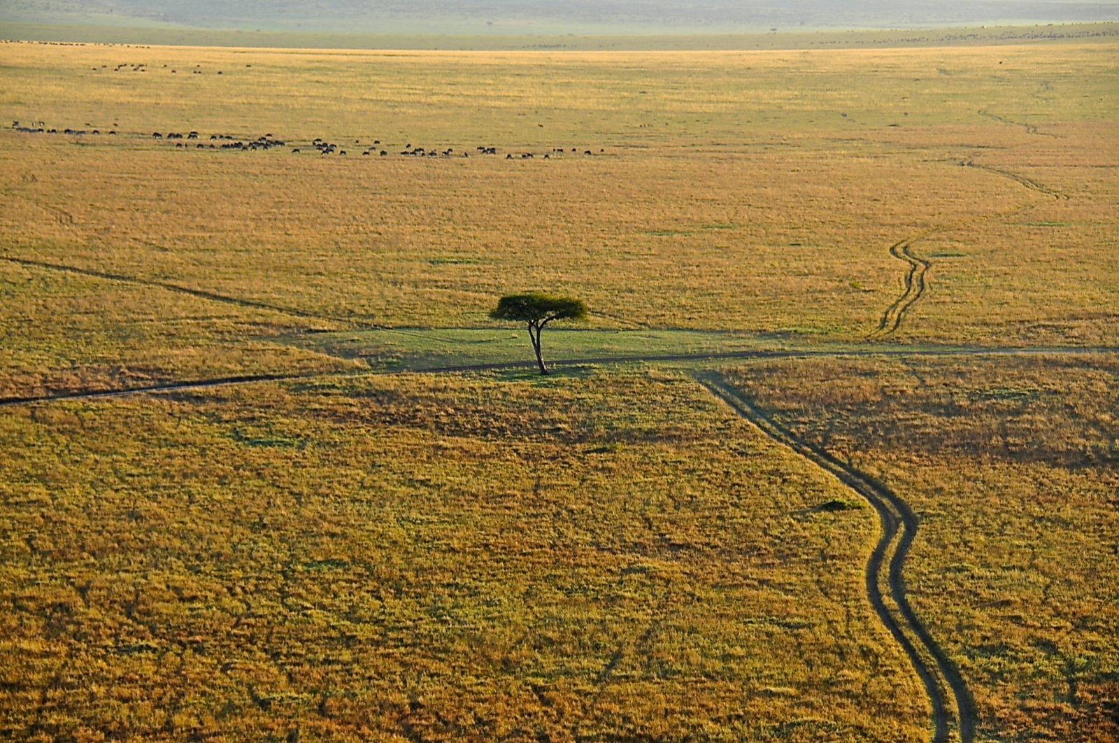 maasai mara