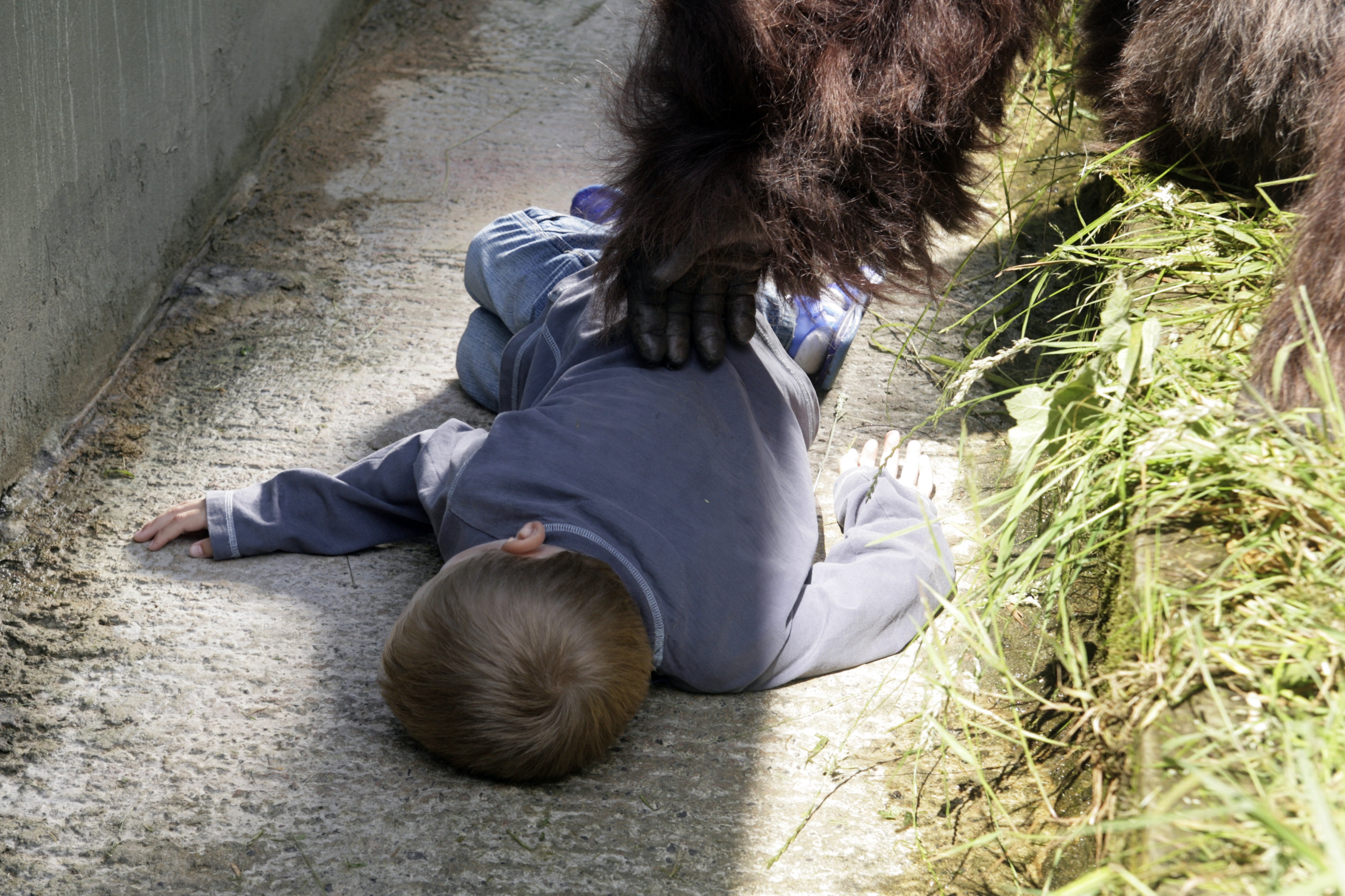 a boy, face down, who has fallen into a gorilla enclosure