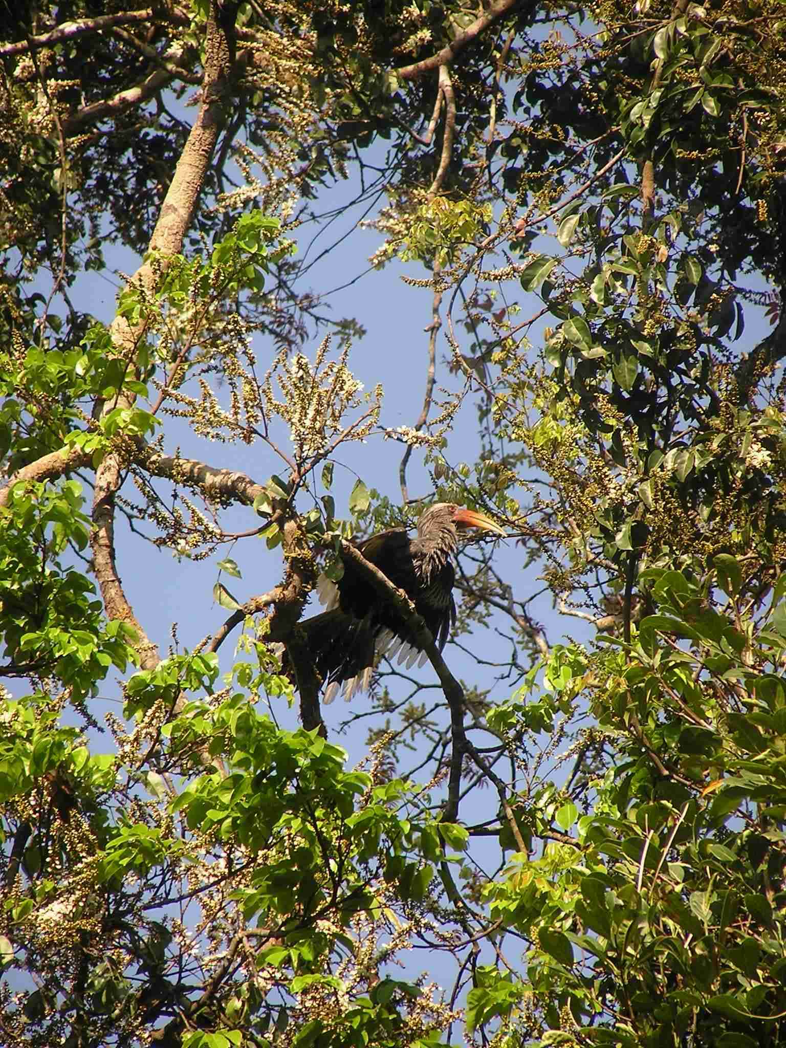 Hornbill