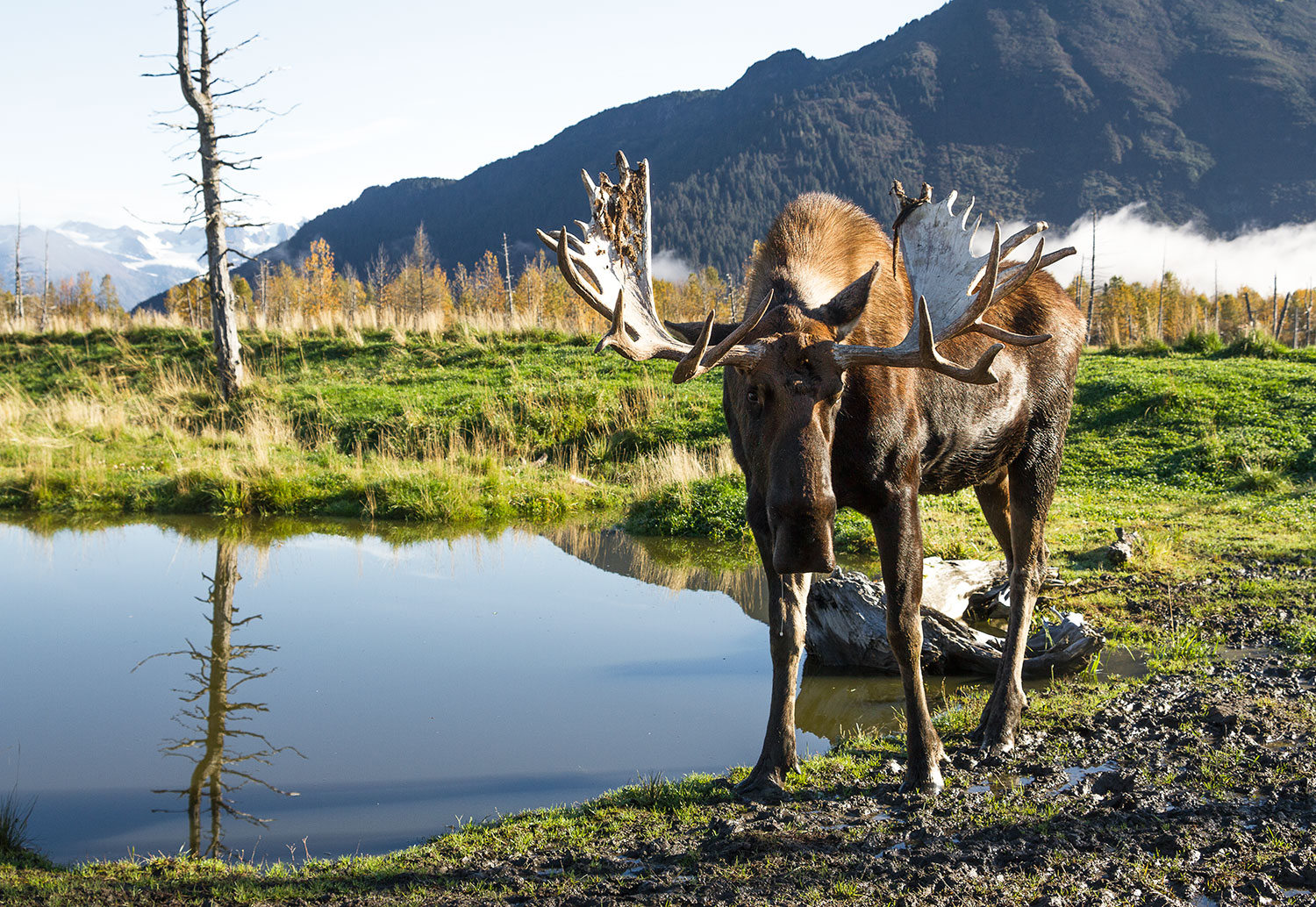 A moose at the Wildlife Conservation Centre near Anchorage. Photo: Madhuri Chowdhury / The Outdoor Journal 