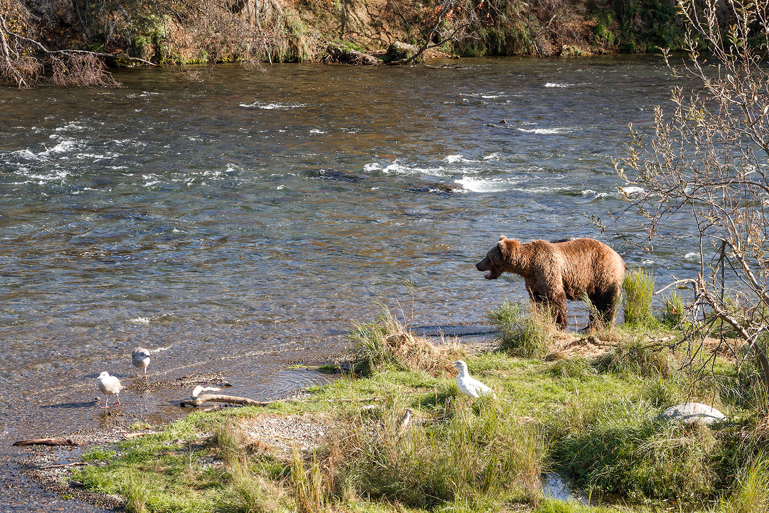 A coastal grizzly at Brooks Camp in Katmai National Park. 