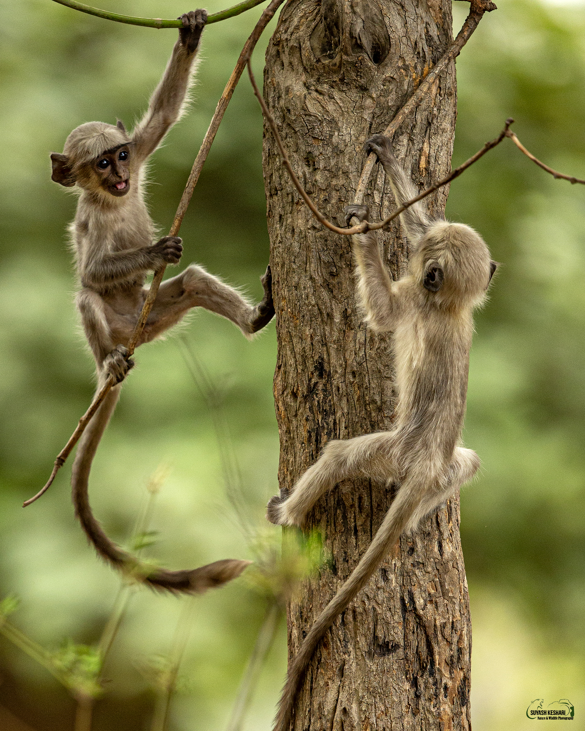 Langur_sk