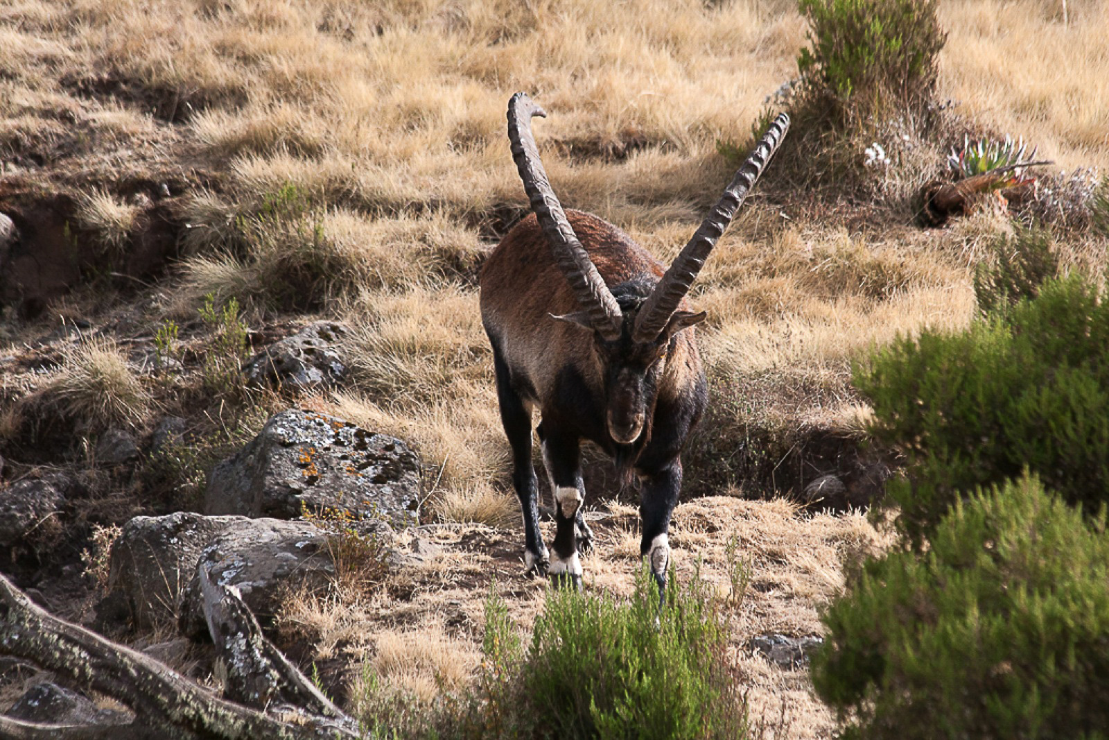 The Walia ibex