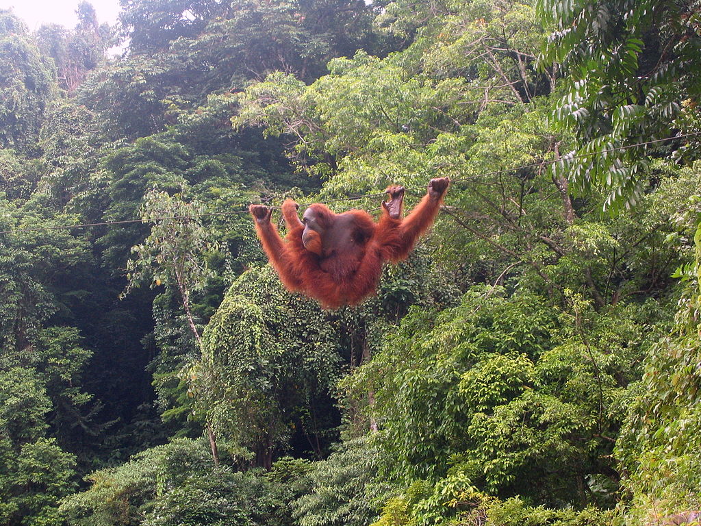 A Sumatran Orangutan at Bukit Lawang, Indonesia. The population of orangutans as well as tigers in these regions has been threatened due to the depletion of forest cover for palm oil/ Photo © Tbachner/Wikimedia Commons