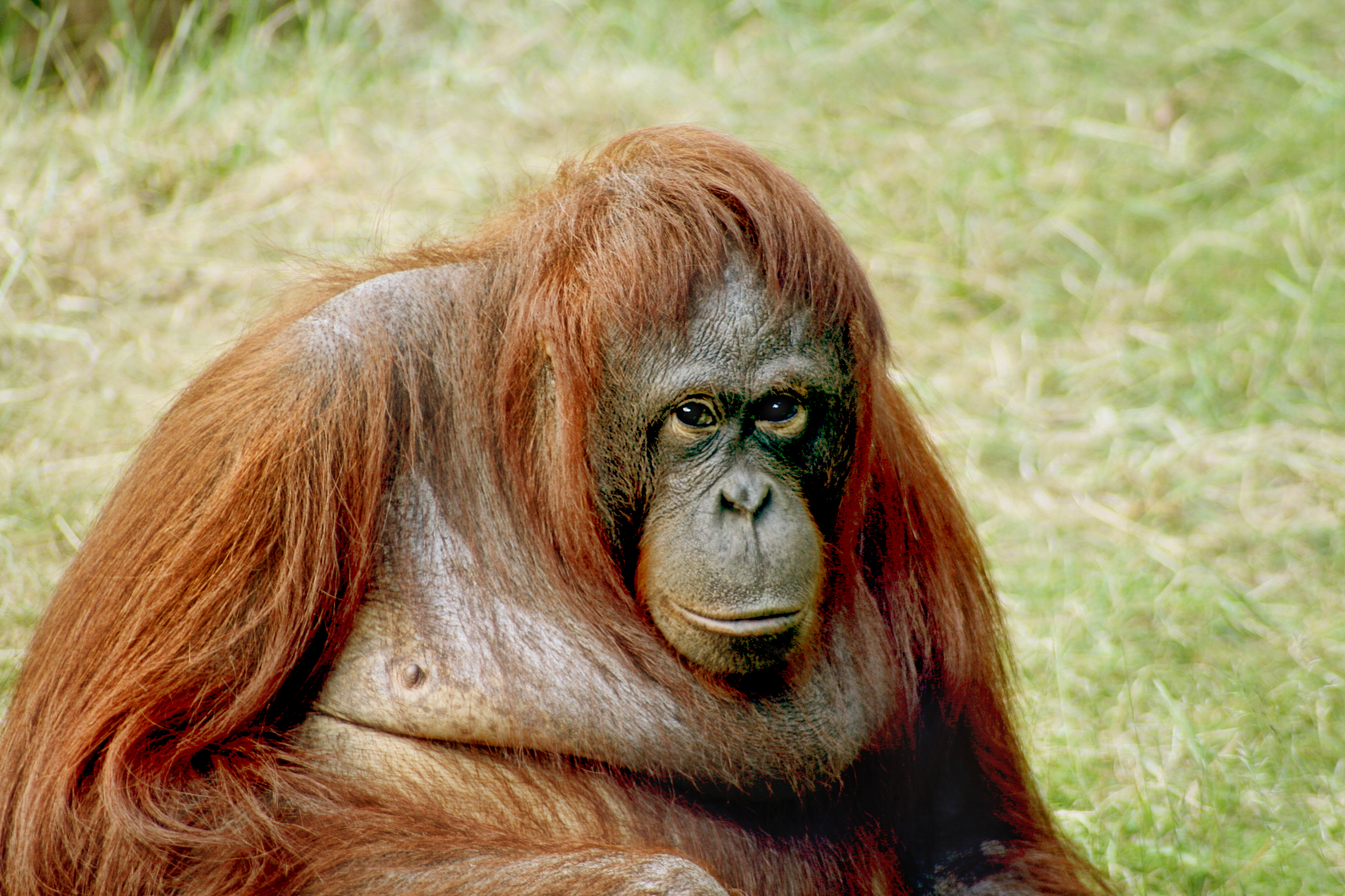 The Bornean Orangutan/Photo Courtesy Julielangford