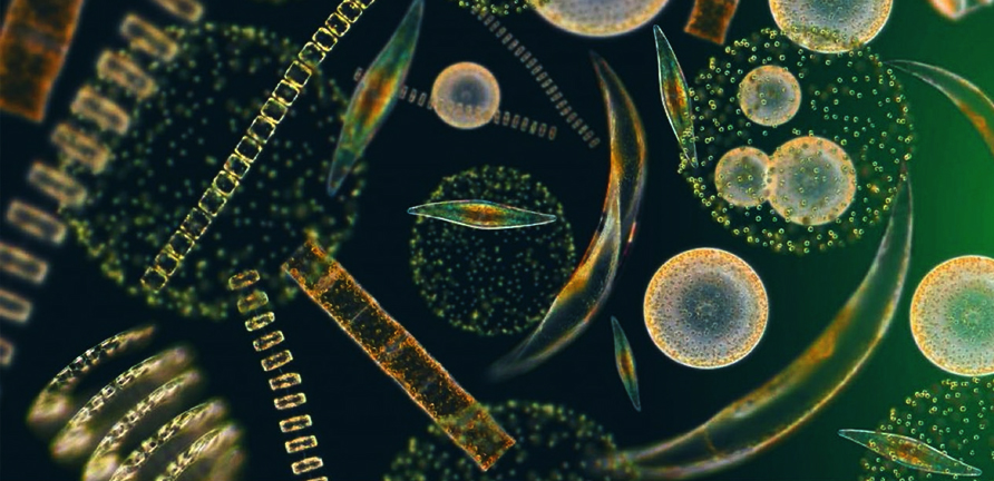 Phytoplankton up close
