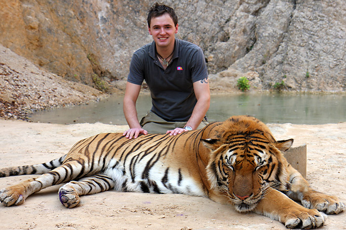 The Tiger Temple in Thailan's Kanchanaburi District has been notorious for the abuse and mistreatement of tigers. After a recent crackdown by the wildlife department, the temple faces possible closure. Photo © Dmitri1999 at en.wikimedia/Wikimedia Commons